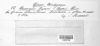 Uromyces junci image